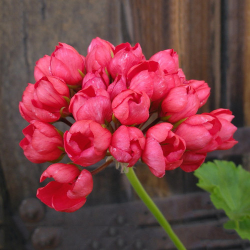 10PCS Red Pandora Zonal Geranium Seeds Tulip-shaped Pelargonium Flowers