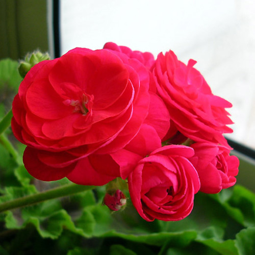 PAC Red Viva Rosita Zonal Geranium Flower Seeds 10PCS