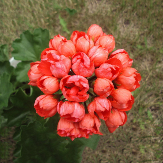 10PCS Red Pandora Zonal Geranium Seeds Tulip-shaped Pelargonium Flowers