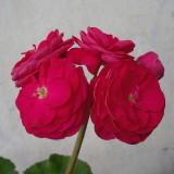 PAC Red Viva Rosita Zonal Geranium Flower Seeds 10PCS