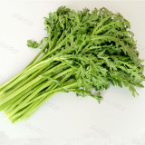 Chrysanthemum Coronarium Vegetable Seeds, Original Pack, 120PCS Small Leaf Garland Chrysanthemum