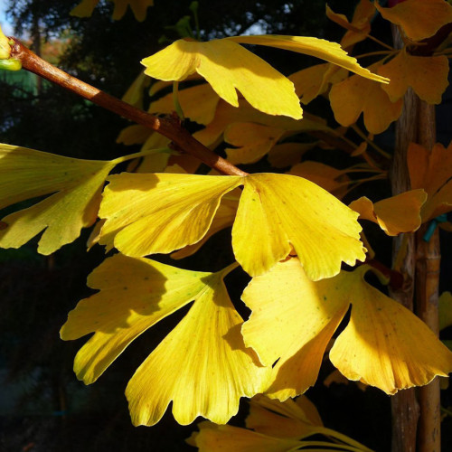 BELLFARM Maidenhair Fossil Tree Gingko Biloba 5 Seeds Green to Yellow Ornamental Leaves