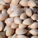 BELLFARM Maidenhair Fossil Tree Gingko Biloba 5 Seeds Green to Yellow Ornamental Leaves