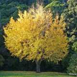 BELLFARM Maidenhair Fossil Tree Gingko Biloba 5 Seeds Green to Yellow Ornamental Leaves