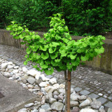 BELLFARM Maidenhair Fossil Tree Gingko Biloba 5 Seeds Green to Yellow Ornamental Leaves