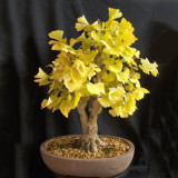 BELLFARM Maidenhair Fossil Tree Gingko Biloba 5 Seeds Green to Yellow Ornamental Leaves