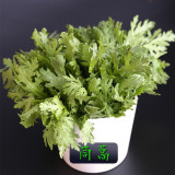 Chrysanthemum Coronarium Vegetable Seeds, Original Pack, 120PCS Small Leaf Garland Chrysanthemum
