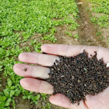 Chrysanthemum Coronarium Vegetable Seeds, Original Pack, 120PCS Small Leaf Garland Chrysanthemum