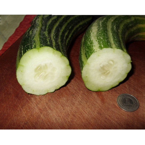 Cucumber Armenia Vegetable 50 Seeds Organic 1 meter Long
