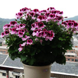 Geranium 'Colorful Butterfly' Blackish Red White Flowers Seeds