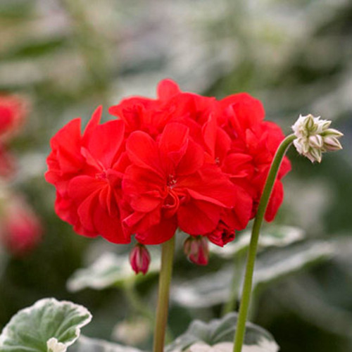 Geranium 'Wilhelm Langguth' Seeds Attractive White-edged Foliage and Bright Red Pelargonium Flowers