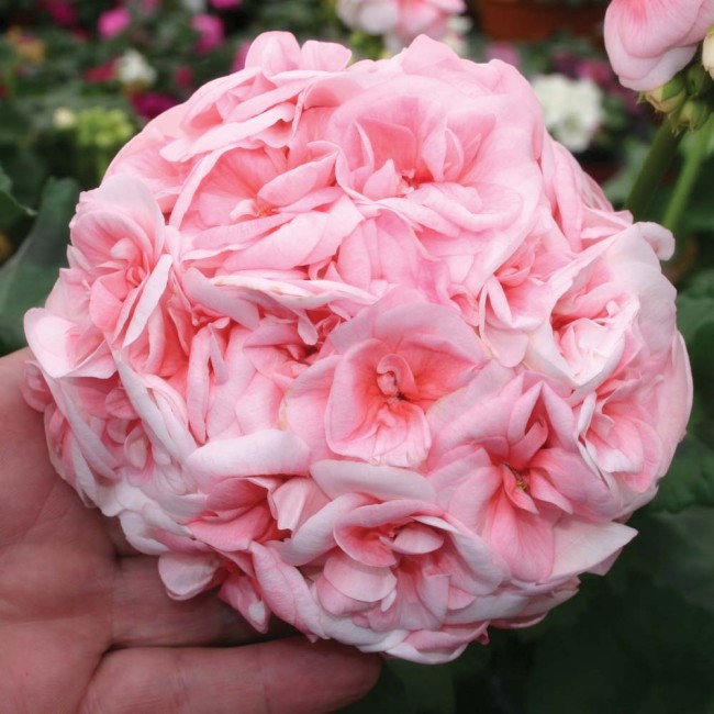 Geranium 'Allure Pink Picotee' Flower Seeds Huge Hydrangea-like Clusters of Pale Pink Blooms Pelargonium