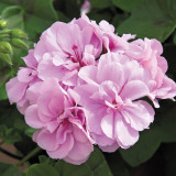 10PCS Geranium 'Royal Lavender' Seeds Trailing Heat-tolerant Pelargonium Soft Lavender Pink Flowers