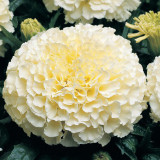 BELLFARM Tagetes erecta Purple Orange White Red Bonsai Flowers, 100 Seeds Big Blooms French Marigold Garden Flowers
