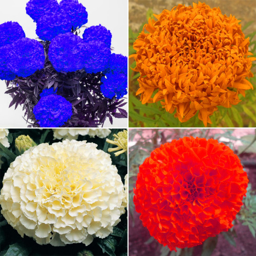 BELLFARM Tagetes erecta Purple Orange White Red Bonsai Flowers, 100 Seeds Big Blooms French Marigold Garden Flowers