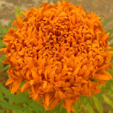 BELLFARM Tagetes erecta Purple Orange White Red Bonsai Flowers, 100 Seeds Big Blooms French Marigold Garden Flowers