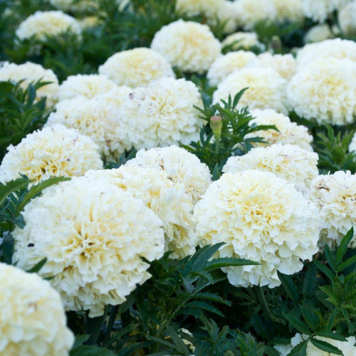 BELLFARM 50PCS White Marigold French Vanilla Hybrid Flowers Seeds