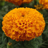 BELLFARM Tagetes erecta Purple Orange White Red Bonsai Flowers, 100 Seeds Big Blooms French Marigold Garden Flowers