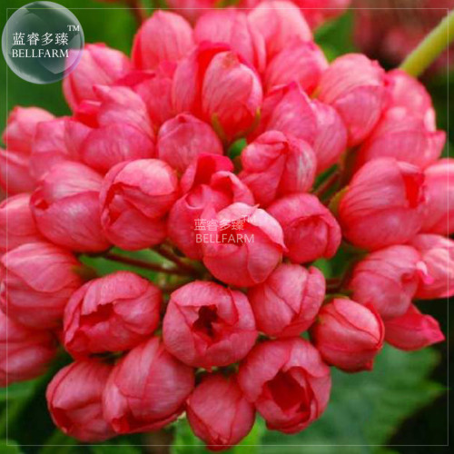 BELLFARM Geranium 'Tulip Orangish Red Bud' Perennial Bonsai Flowers, 10 seeds, petals won't unfold big blooms small balloon