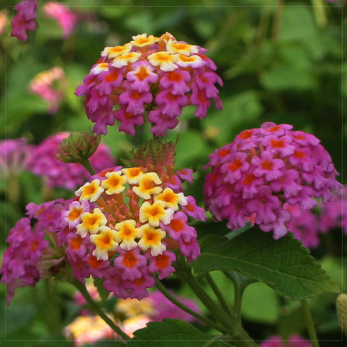 BELLFARM Lantana Camara Perennial Bonsai Flowers, 20 Seeds, several colors for your choose great for garden plants