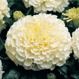 BELLFARM 50PCS White Marigold French Vanilla Hybrid Flowers Seeds