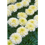 BELLFARM 50PCS White Marigold French Vanilla Hybrid Flowers Seeds