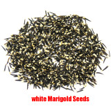 BELLFARM 50PCS White Marigold French Vanilla Hybrid Flowers Seeds
