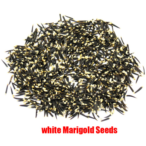 BELLFARM 50PCS White Marigold French Vanilla Hybrid Flowers Seeds