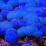 BELLFARM Tagetes erecta Purple Orange White Red Bonsai Flowers, 100 Seeds Big Blooms French Marigold Garden Flowers