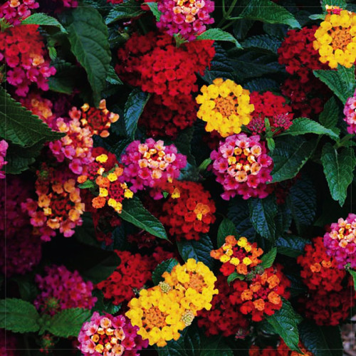 BELLFARM Lantana Camara Perennial Bonsai Flowers, 20 Seeds, several colors for your choose great for garden plants
