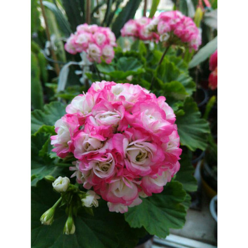 BELLFARM Geranium Hydrangea-shaped peach pink and white colors Bonsai Flowers, 10 seeds, big blooms home garden flowers