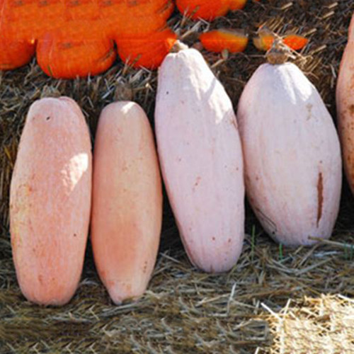 BELLFARM 20PCS Pink Banana Jumbo Pumpkin Seeds Flesh Fruits Squash Vegetable Seeds For Garden Planting