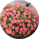 BELLFARM Imported Beautiful Hanging Bonsai Petunia 200 Seeds