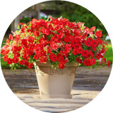 BELLFARM Imported Beautiful Hanging Bonsai Petunia 200 Seeds