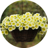 BELLFARM Imported Beautiful Hanging Bonsai Petunia 200 Seeds