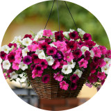BELLFARM Imported Beautiful Hanging Bonsai Petunia 200 Seeds