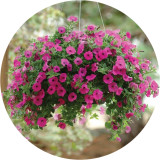 BELLFARM Imported Beautiful Hanging Bonsai Petunia 200 Seeds