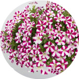 BELLFARM Imported Beautiful Hanging Bonsai Petunia 200 Seeds