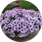 BELLFARM Imported Beautiful Hanging Bonsai Petunia 200 Seeds