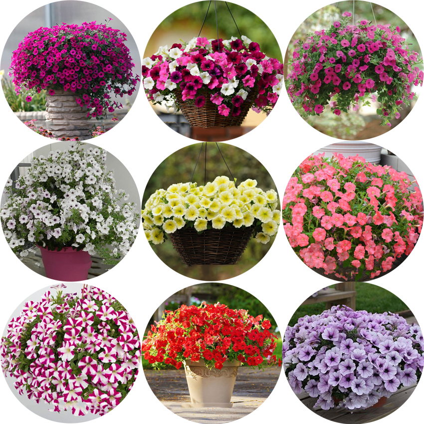 BELLFARMImportedBeautifulHangingBonsaiPetunia200Seeds