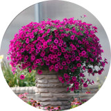 BELLFARM Imported Beautiful Hanging Bonsai Petunia 200 Seeds