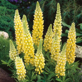 BELLFARM 15PCS Lupinus 20 Types of Lupine Perennial Flowers Seeds, Red Orange Yellow White Colorful Garden Light Fragrant