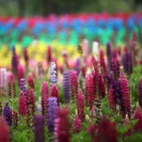 BELLFARM 15PCS Lupinus 20 Types of Lupine Perennial Flowers Seeds, Red Orange Yellow White Colorful Garden Light Fragrant