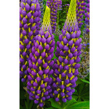 BELLFARM 15PCS Lupinus 20 Types of Lupine Perennial Flowers Seeds, Red Orange Yellow White Colorful Garden Light Fragrant