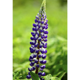 BELLFARM 15PCS Lupinus 20 Types of Lupine Perennial Flowers Seeds, Red Orange Yellow White Colorful Garden Light Fragrant