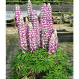 BELLFARM 15PCS Lupinus 20 Types of Lupine Perennial Flowers Seeds, Red Orange Yellow White Colorful Garden Light Fragrant