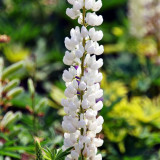 BELLFARM 15PCS Lupinus 20 Types of Lupine Perennial Flowers Seeds, Red Orange Yellow White Colorful Garden Light Fragrant