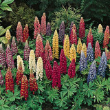 BELLFARM 15PCS Lupinus 20 Types of Lupine Perennial Flowers Seeds, Red Orange Yellow White Colorful Garden Light Fragrant