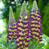 BELLFARM 15PCS Lupinus 20 Types of Lupine Perennial Flowers Seeds, Red Orange Yellow White Colorful Garden Light Fragrant