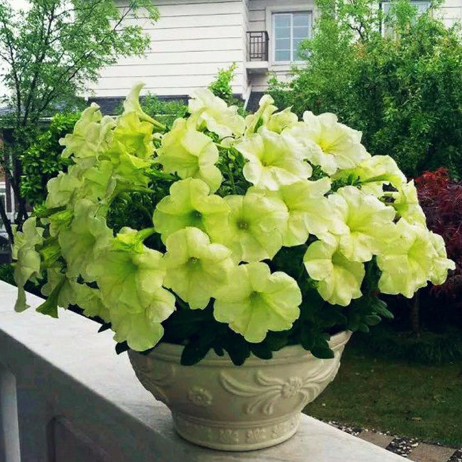 BELLFARM 200PCS 'Xihe Lv' Fully Green Petunia Annual Flowers Seeds, Big Petals Compact Dense Flowers Great for Home Garden